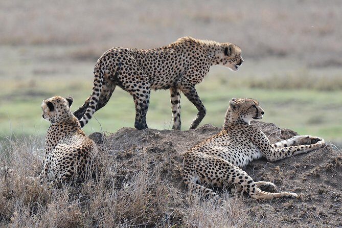 7 Days Tanzania Private Safari - Practical Details & Considerations