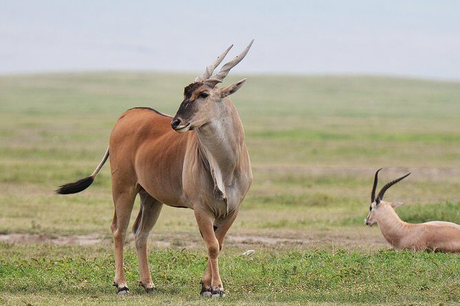 7 Days Tanzania Private Safari - Final Thoughts