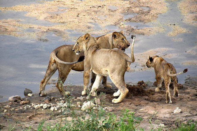 7 Days Tarangire, Serengeti, Ngorongoro & Manyara Camping Safari Tour Tanzania - What Could Be Better?