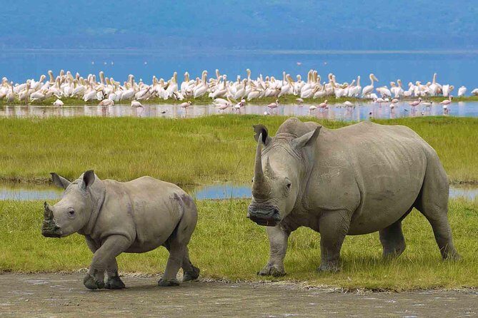 7 Days Tarangire, Serengeti, Ngorongoro & Manyara Camping Safari Tour Tanzania - The Sum Up: Who Is This Safari Best For?