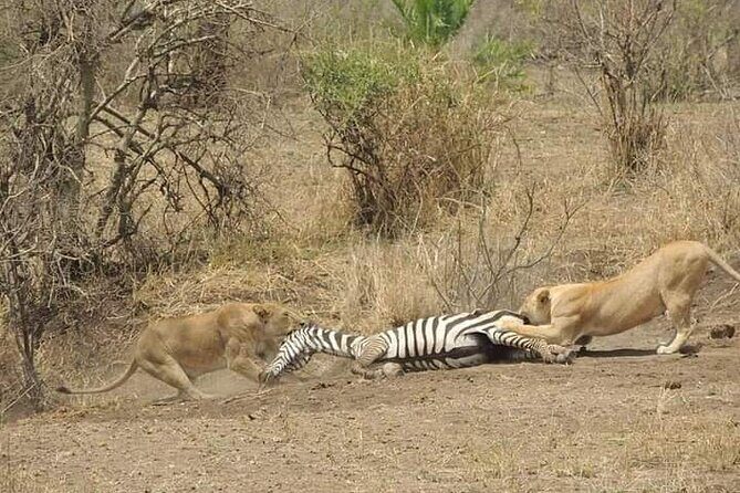7 Days Tour Northern Tanzania Safari: - Practical Details & Considerations