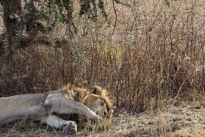 7 Days Tour Northern Tanzania Safari: - Who Should Consider This Tour?