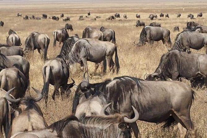 7 Days Tour Northern Tanzania Safari: - FAQ: Practical Questions About the Tour