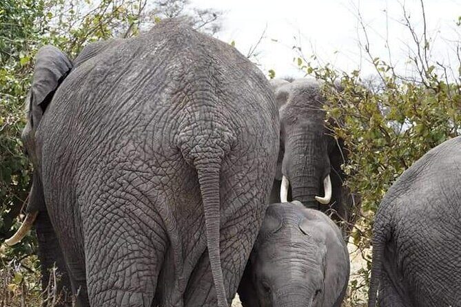 7 Days Tour Northern Tanzania Safari: - Wrapping Up: Who Is This Safari Perfect For?