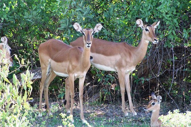 7 Days Tsavo East, Taita, Amboseli & SanctuarySafari from Mombasa - The Itinerary: What to Expect Each Day