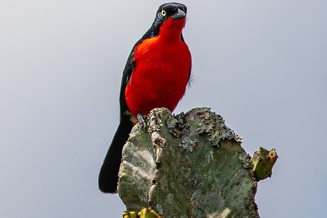 7 Days Uganda Birding and Wildlife - Key Points