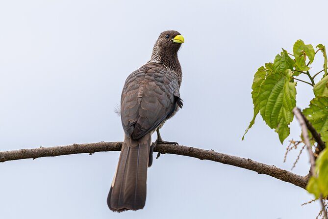 7 Days Uganda Birding and Wildlife - Exploring the Itinerary: What You Can Expect Each Day