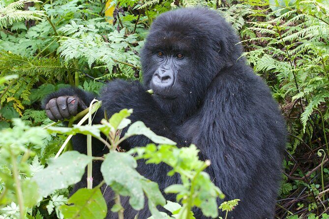 7 Days Uganda Birding and Wildlife - The Sum Up