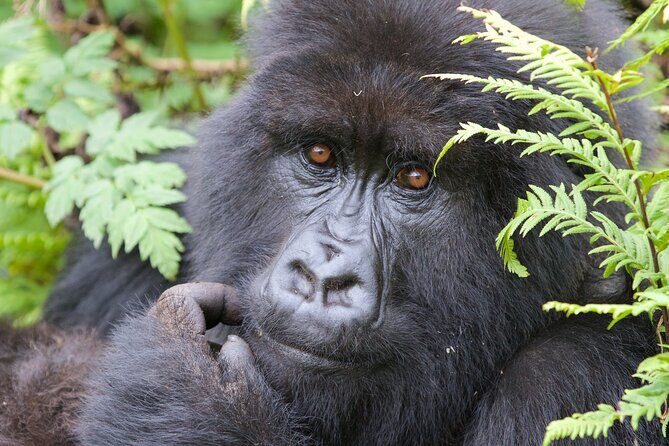 7 Days Uganda Birding and Wildlife - FAQ