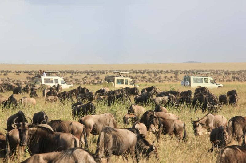 7 DAYS UNFORGETTABLE ADVENTURE EXPERIENCE! Tanzania Safari - Key Points