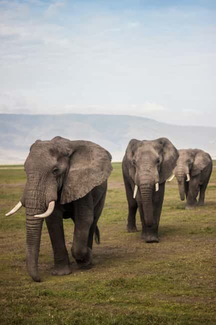 7 DAYS UNFORGETTABLE ADVENTURE EXPERIENCE! Tanzania Safari - The Journey: A Detailed Look at the 7-Day Tanzanian Safari