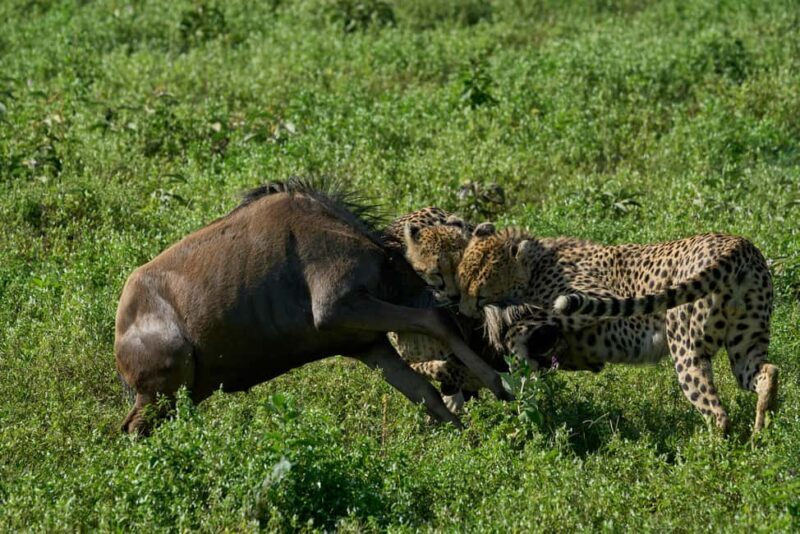 7 DAYS UNFORGETTABLE ADVENTURE EXPERIENCE! Tanzania Safari - What to Bring & What Not to Bring