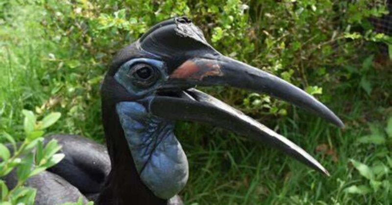 7 Days Visiting Bale Mountain - What’s Remarkable About This Tour?