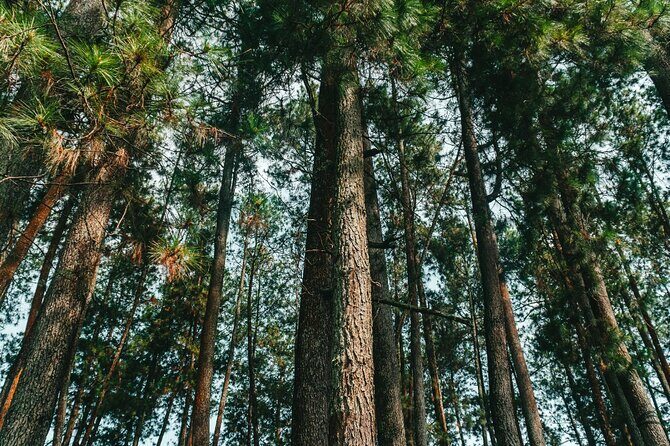 7 Hour Private Bandung City Tour - Key Points