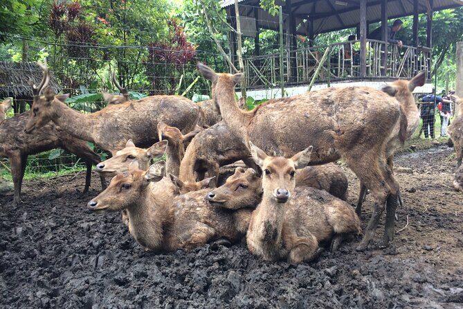 7 Hour Private Bandung City Tour - An In-Depth Look at the Bandung Private Tour