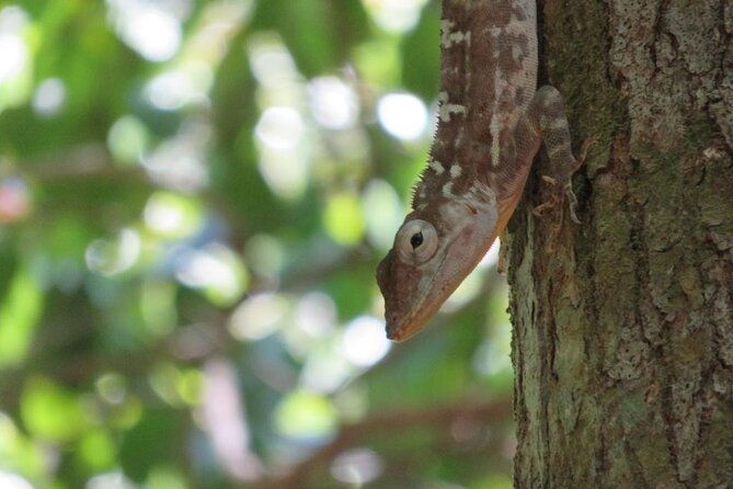 7-hour-private-nature-tour-of-the-monte-plata-rainforest