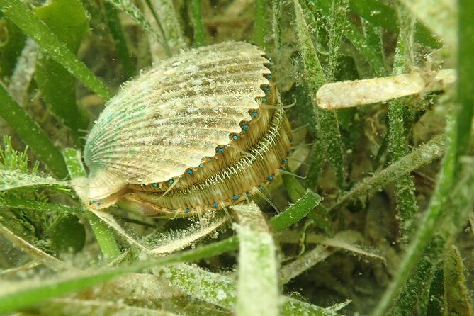 7-hour-private-scalloping-package-in-mangrove-point