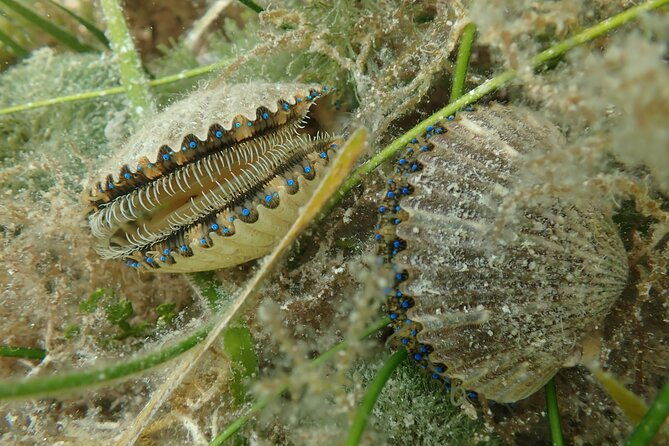 7-hour-private-scalloping-package-in-mangrove-point
