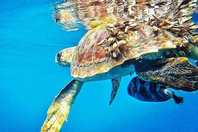 7-hour-private-tour-to-the-wonders-of-fuerteventura