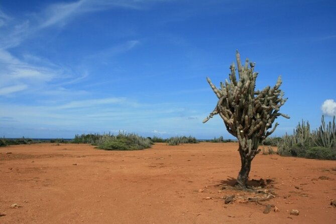 7-hour-turtle-outback-and-caves-tour