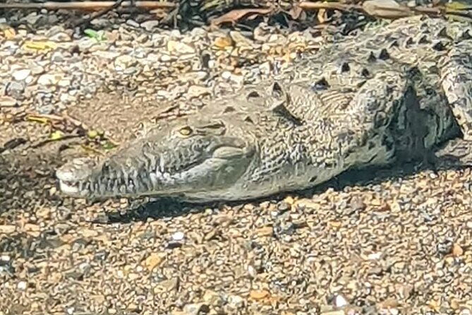 7-hours-monkey-island-and-nature-walk-at-soberania-national-park