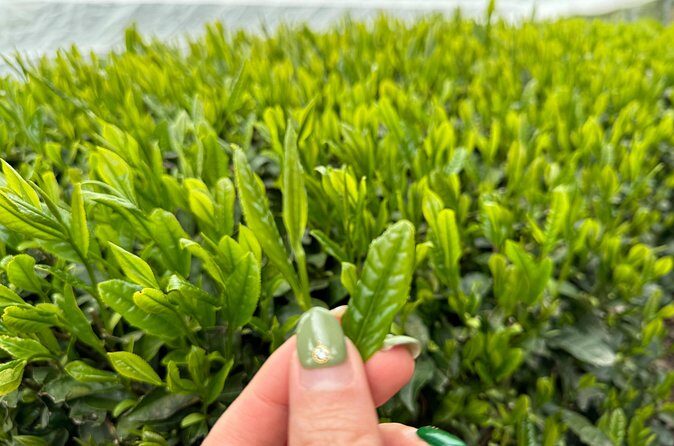 7 Hours Private Guided Tour Uji and Wazuka Matcha Farm - Who Will Love This Tour?