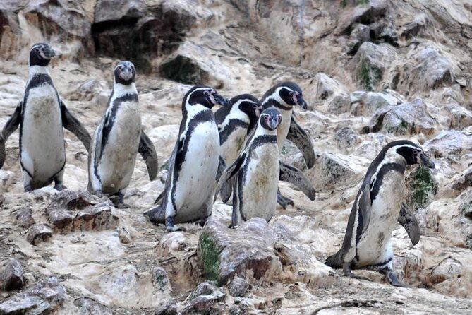 7-hours-tour-in-paracas-national-reserve-with-pickup
