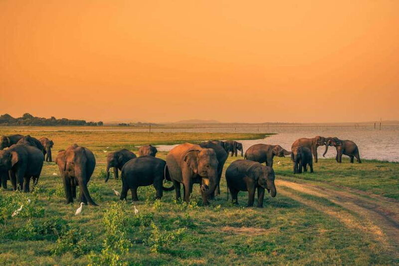 7-night-8-days-tour-in-srilanka
