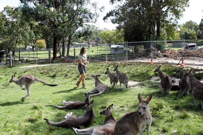 7 Wonders of Sydney South/CBD Luxury Private Tour - A Complete Breakdown of the Tour