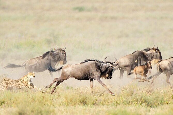 7Day Serengeti Migration (Ndutu), Crater, Hot Springs & City Tour - Key Points