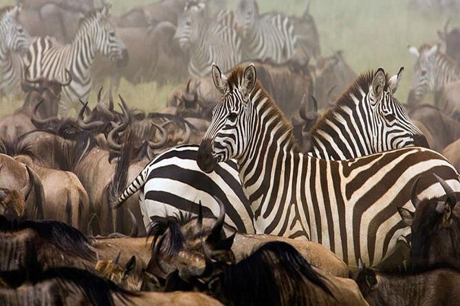 7Day Serengeti Migration (Ndutu), Crater, Hot Springs & City Tour - Day 6: Arusha & Cultural Insights