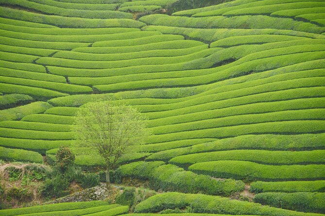 7hr-private-guided-van-tour-nara-matcha-farm