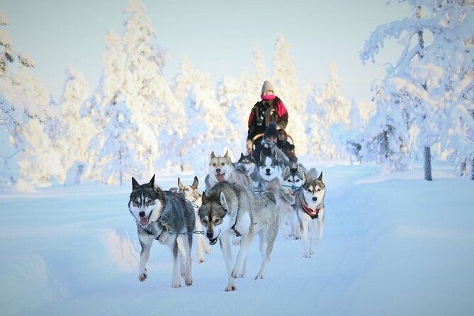 8-10km-husky-ride-in-the-taiga-and-visit-other-farm-animals