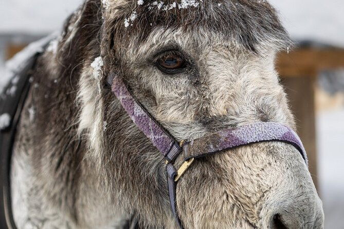 8-10km-husky-ride-in-the-taiga-and-visit-other-farm-animals