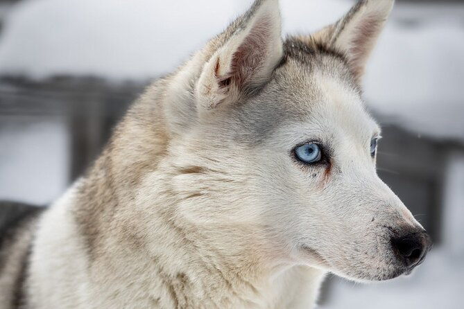 8-10km-husky-ride-in-the-taiga-and-visit-other-farm-animals