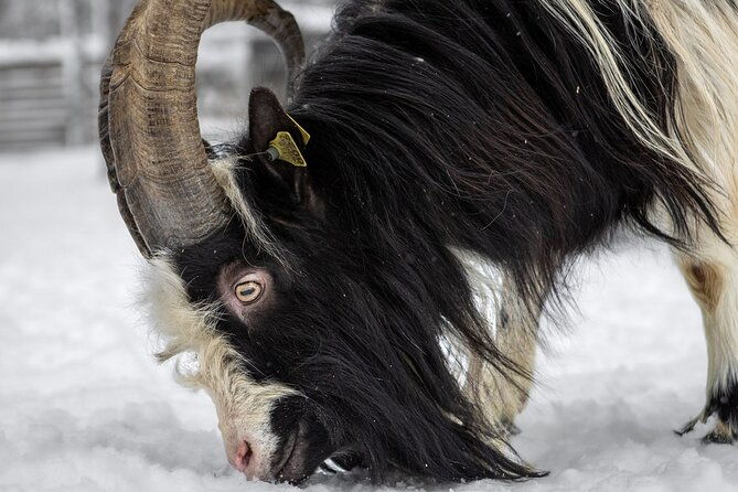8-10km-husky-ride-in-the-taiga-and-visit-other-farm-animals