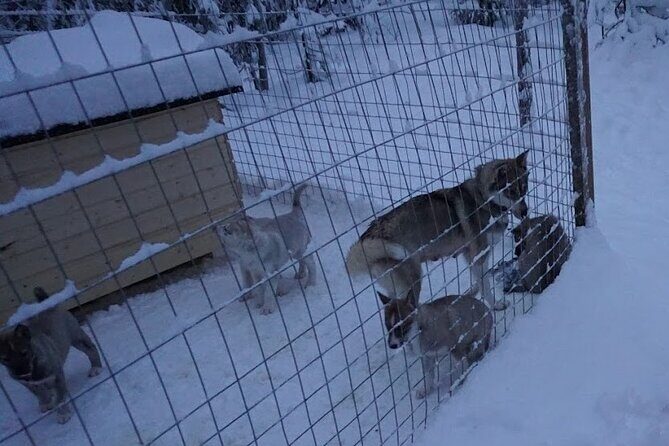 8-10km Husky Ride in the Taiga Forest and visiting the Kennel - An In-Depth Look at the Husky Sled Experience