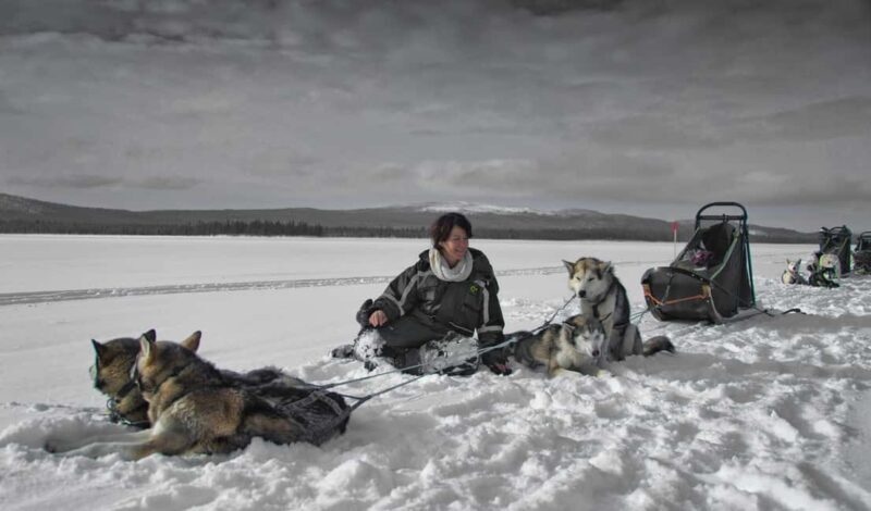 8-10km. Husky Safari from Rovaniemi and visting the Kennel - Key Points