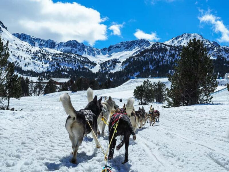 8-10km. Husky Safari from Rovaniemi and visting the Kennel - The Sum Up