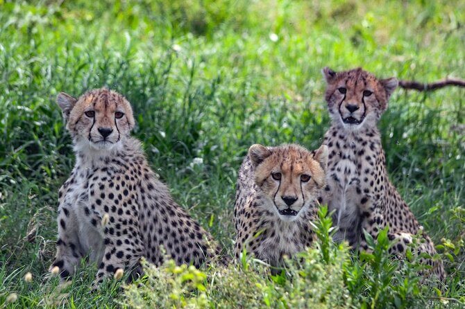 8-Day 7Nights Serengeti Experience Safari Adventure - Who Is This Tour Best For?
