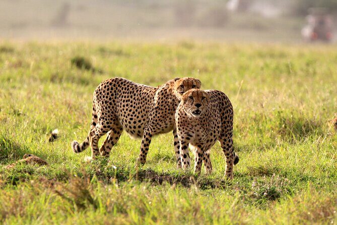 8-Day Amazing Kenya Holiday Safari - Exploring the Itinerary in Detail