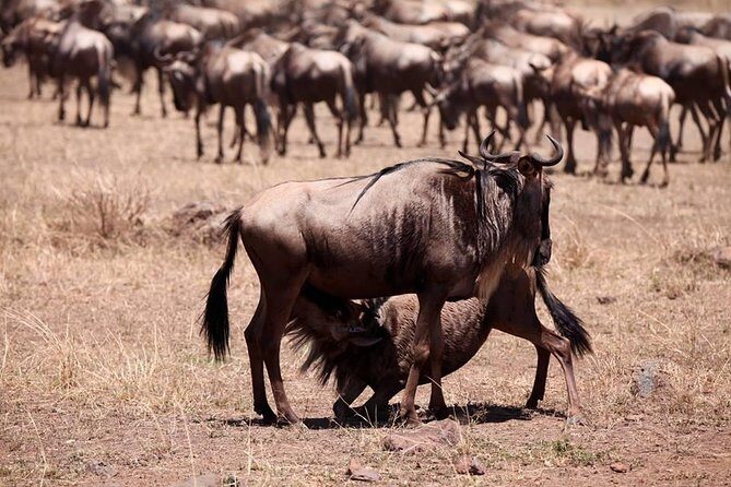 8-Day Amazing Kenya Holiday Safari - Pricing and Value