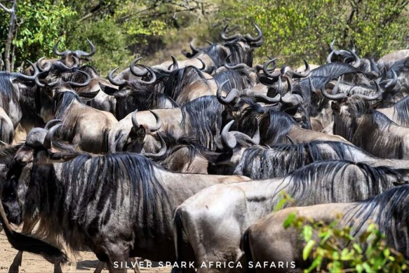 8-Day Amboseli Park, Lake Nakuru, and Maasai Mara Park Tour - An In-Depth Review of the 8-Day Kenyan Safari