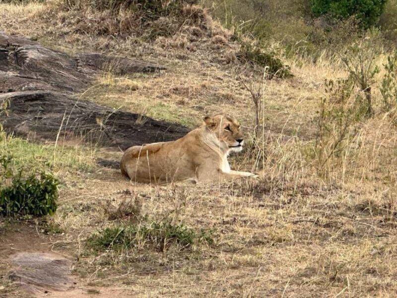 8-Day Amboseli Park, Lake Nakuru, and Maasai Mara Park Tour - Who Will Love This Safari?