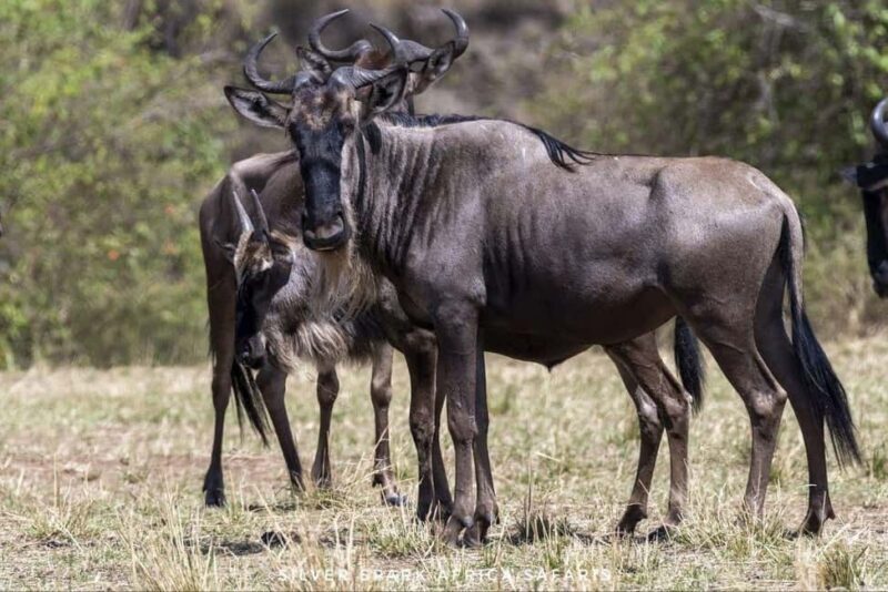8-Day Amboseli Park, Lake Nakuru, and Maasai Mara Park Tour - Frequently Asked Questions