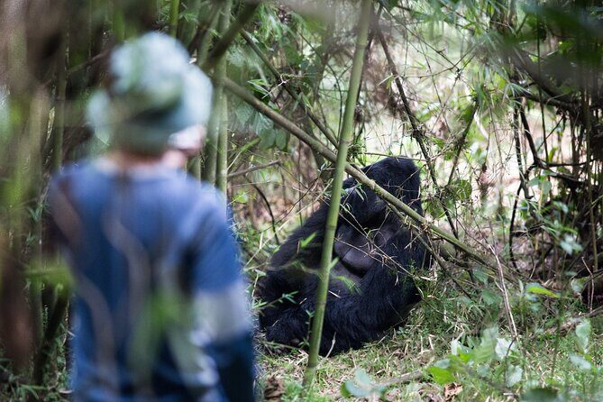 8-Day Classic Uganda Primates & Wildlife Tour - An In-Depth Look at the 8-Day Uganda Safari