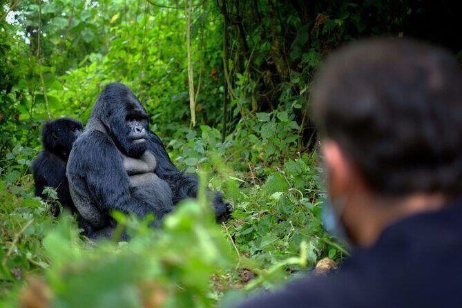 8-Day Classic Uganda Primates & Wildlife Tour - Final Note
