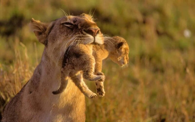 8-Day Discovery Kenya Safari  Ultimate Jeep Safari - Key Points