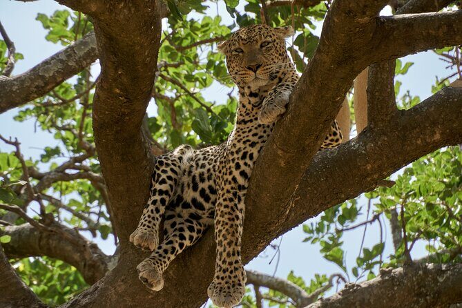 8-Day Essence of Tanzania Safari - Luxury - Introduction: An Authentic Tanzanian Safari Experience