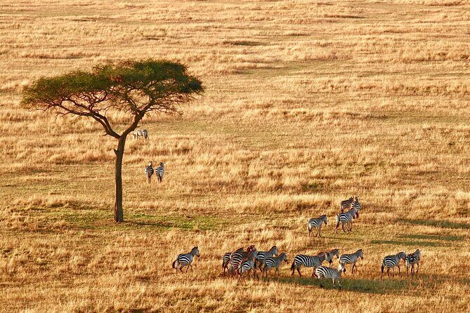 8-Day Essence of Tanzania Safari - Luxury - Final Thoughts: Who Is This Safari Best For?